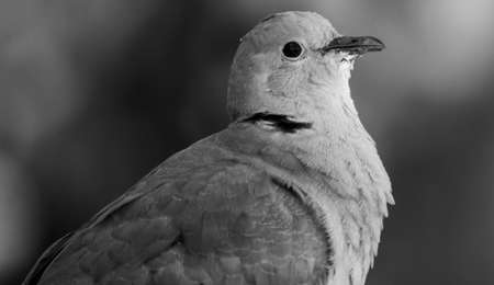 A grayscale shot of a white pigeon on a blurred backgroundの写真素材