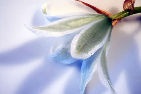 Star of Bethlehem flower close-up with water drops on the petals  and stamensの写真素材