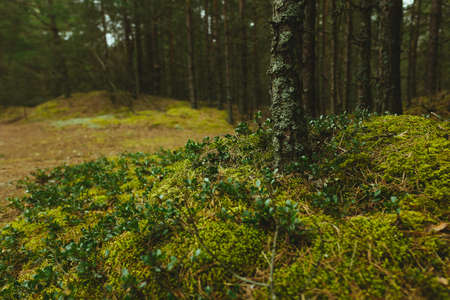 A closeup shot of the trees and plants of the forestの写真素材