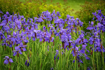 A selective focus shot of blooming Iris Versicolor flowersの写真素材