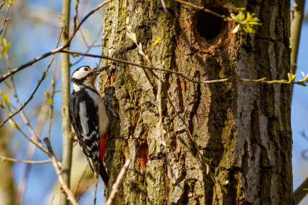 A closeup shot of a woodpecker on the treeの写真素材