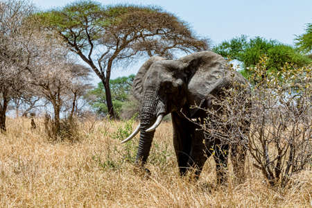 A closeup shot of a cute elephant walking on the dry grass in the wildernessの写真素材