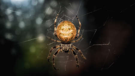 A closeup shot of a garden spider on its weの写真素材