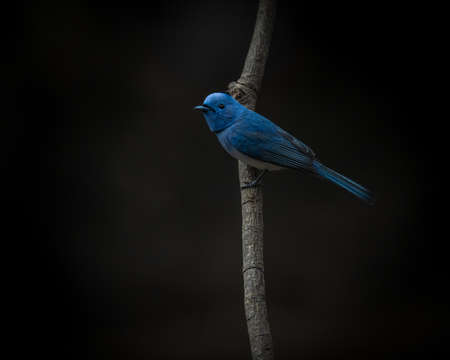 A beautiful Black naped monarch, Hypothymis azurea, perched on a tree branch with dark backgroundの写真素材