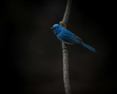 A beautiful Black naped monarch, Hypothymis azurea, perched on a tree branch with dark backgroundの素材 [FY310188037750]