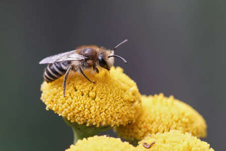 The common plasterer bee, Colletes daviesanus, on her unique host plant , the common dogwort,...