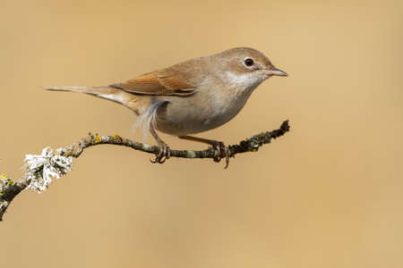 A closeup shot of an exotic sparrow sitting on the small branch of a tree