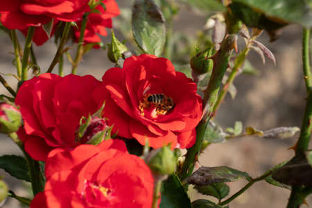 A closeup of a bee and beautiful red roses blooming at a garden on a sunny day