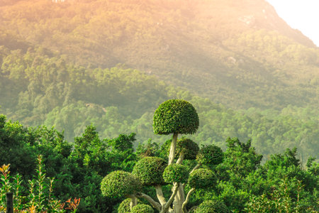A closeup of common box trees surrounded by hills covered in forests under the sunlight