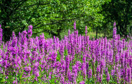 The Lythrum salicaria flowers in the fieldの写真素材
