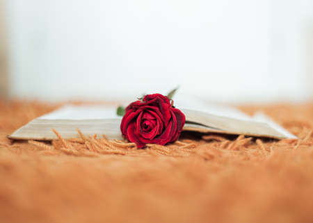 Red rose inside an open book with the flower head outsideの写真素材