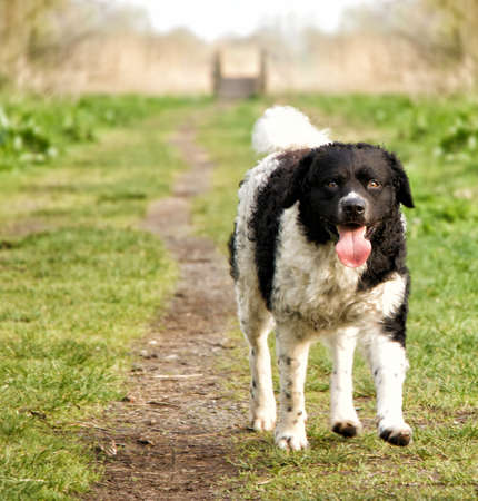A selective focus shot of an adorable Wetterhoun dog on the green grassの写真素材