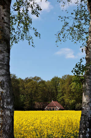 A vertical shot of a beautiful house in a field covered in flowers and trees in the Netherlands