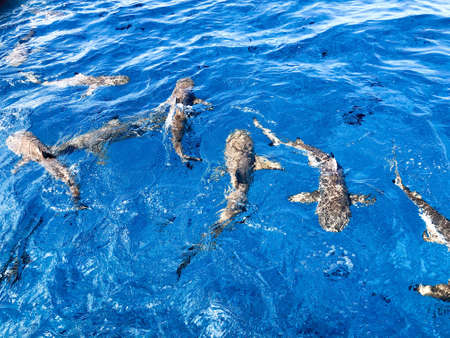 BORA BORA, FRANCE - Aug 15, 2019: Sharks outside the riff in Bora Boraのeditorial素材