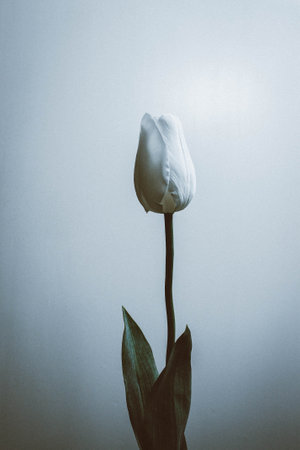 A vertical shot of a single white tulip with closed soft petals isolated on whiteの写真素材