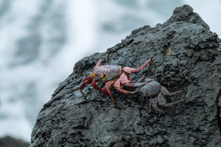Two crabs on the wet black stone by the sea in Ecuadorの写真素材