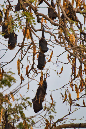 A vertical low angle shot of bats hanging from tree branches under a clear sky