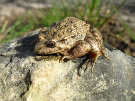 A closeup shot of a Mediterranean painted frog beside a leaf on a rock