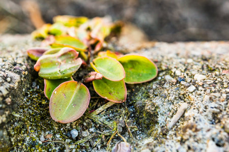 A closeup shot of a plant growing on the groundの写真素材