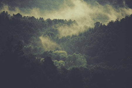 A beautiful shot of the trees with green leaves on a foggy day - perfect for backgroundの写真素材