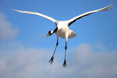 A closeup of a black-necked crane flying under the blue sky and sunlight in Hokkaido in Japanの写真素材
