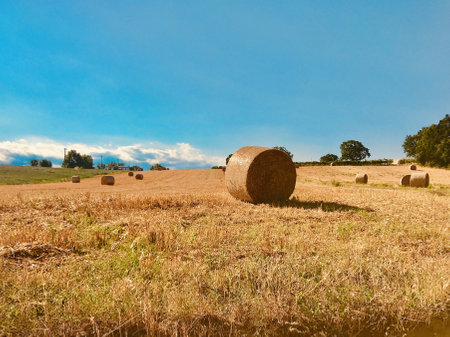 The hay in the vast field during daytime