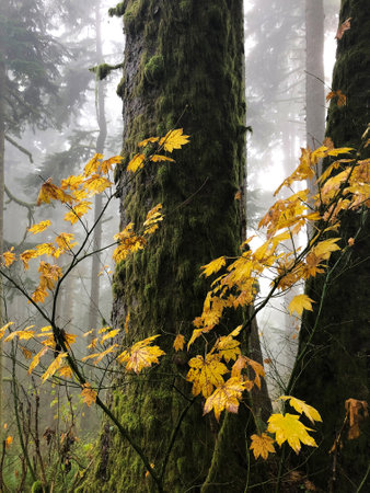 Several branches with dry yellow leaves surrounded by trees in Oregon, USAの写真素材