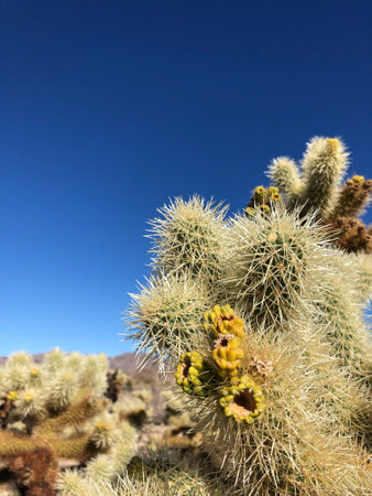 Cholla cactus on the dry soil of the Joshua Tree National Park, USAの写真素材