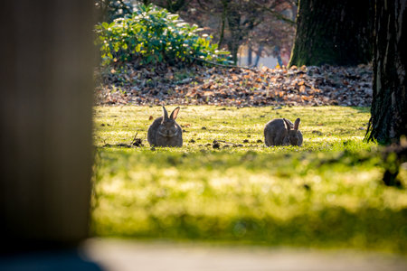 A beautiful shot of the rabbits in the fields with a tree trunk in the foreground