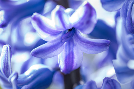 A closeup shot of a beautiful hyacinth with blurred background