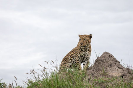 A closeup shot of an African leopard sitting on the rock with the grey sky in the background