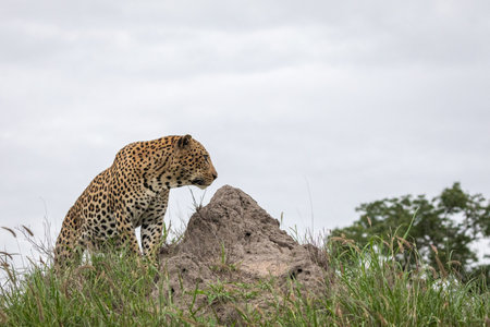 A closeup shot of an African leopard sitting on the rock with the grey sky in the backgroundの写真素材
