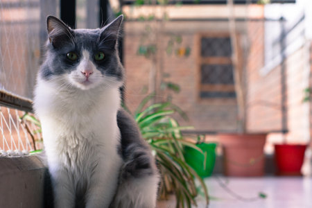 A closeup shot of a cute black and white cat sitting near the window with a blurred background