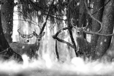 A greyscale shot of cute deers next to the trees during the snowflake