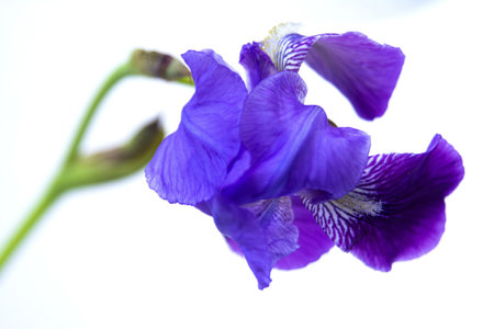 A closeup shot of a beautiful purple orris flower with a white background