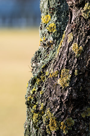A vertical closeup of a tree bark covered in mosses under the sunlight with a blurry backgroundの写真素材
