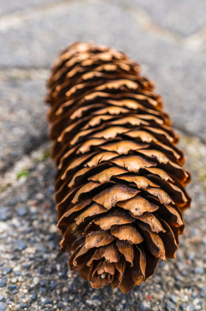 A vertical closeup of a long pine cone on a concrete surfaceの写真素材