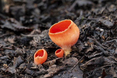 A beautiful shot of the scarlet elf cup fungus (Sarcoscypha) in the forestの写真素材