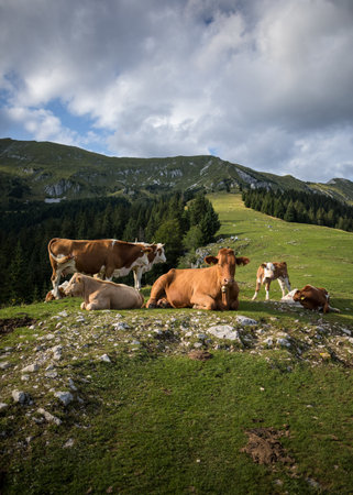 A vertical shot of cows walking around under a cloudy skyの写真素材