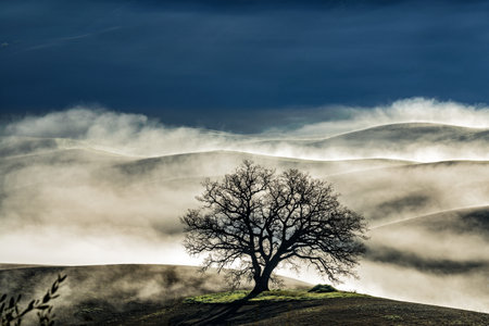A beautiful shot of a leafless tree on a hill surrounded by fog under a blue skyの写真素材