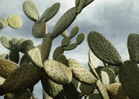 A closeup of nopal cacti against a cloudy sky