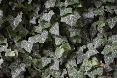 A closeup of ivy leaves on a wall