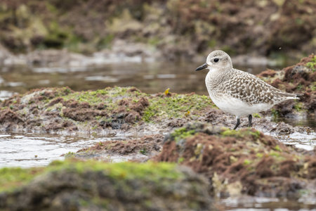 A selective focus shot of a Sanderling standing on the moss-covered ground near the water