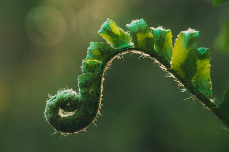 A closeup shot of a green fern with blurred backgroundの写真素材