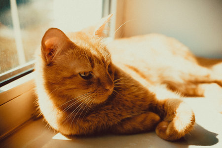 A closeup shot of a beautiful golden cat lying on the window sill not facing the camera, enjoying the sunlight covering itの写真素材