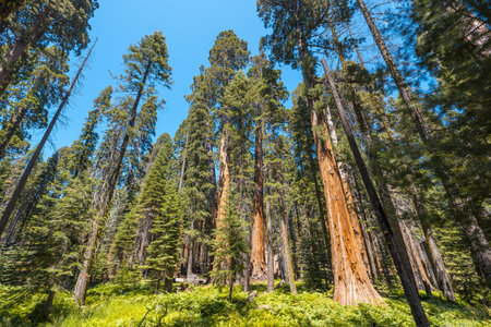 A low angle shot of breathtaking tall trees in the middle of Sequoia National Park, California, USA