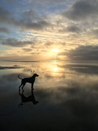 A vertical picture of a dog standing on the sea under a cloudy sky and sunlight during the sunriseの写真素材
