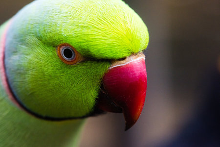 A closeup shot of a green lovebird with blurred backgroundの写真素材