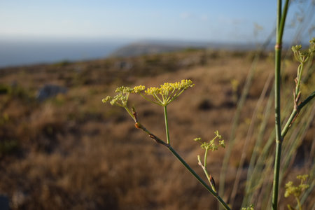 A selective focus of False fennels in a field under the sunlight in Malta with a blurry backgroundの写真素材