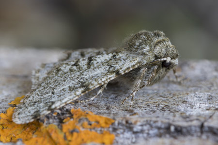 A closeup of an Apocheima on a rock under the sunlight with a blurry background